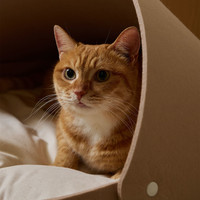 2025 personnalisé moderne luxe chat meubles de haute qualité lit en bois lavable doux flou apaisant chat lit Style classique pour noël