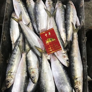<span class=keywords><strong>Sardinas</strong></span> Congeladas, Pescado Fresco Congelado, Entero y Redondo, IQF, 100-200g, 200-300g, Empaque en Caja a Granel - Product Image 4