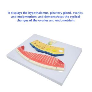 Modelo anatómico del ciclo menstrual de 3 piezas PVC Visualizar ritmos endometriales ováricos para la comprensión de la educación del ciclo menstrual - Product Image 6