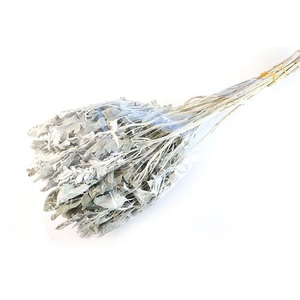Tự làm vật liệu khô <span class=keywords><strong>senecio</strong></span> cineraria jacobaea maritima Salvia lá cho trang trí tốt nghiệp - Product Image 6