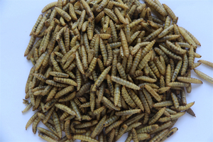 Precios de fábrica, pellets secos para microondas finamente procesados, 100% proteínas naturales, comida para mascotas, piel y abrigo, <span class=keywords><strong>gusanos</strong></span> <span class=keywords><strong>gordos</strong></span> para la salud - Product Image 4
