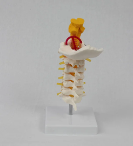 Modelo de <span class=keywords><strong>Esqueleto</strong></span> de PVC de Tamaño Real con 7 Vértebras Cervicales, Hueso Occipital, Nervios del Tronco Cerebral y Vasos Sanguíneos para Ciencias Médicas CE/ISO - Product Image 5