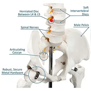 Modelo de esqueleto humano de 180 cm de tamaño real para enseñanza de ciencia y medicina, modelo anatomico de hueso de PVC para entrenamiento de anatomía