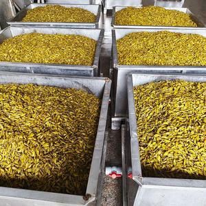 Precio al exportador Encurtidos vegetales orgánicos Crujientes Refrescantes Pimientos frescos amarillos verdes Encurtidos - Product Image 4