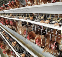 Équipement avicole automatique pour 40 000 oiseaux, cages d'alimentation pour l'élevage de poulets, système de batterie de cages en H pour poules pondeuses