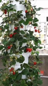 หอคอยไฮโดรโปนิกส์พร้อมระแนงไม้ระบบไฮโดรโปนิกส์ทางการเกษตรหอคอยแนวตั้งสำหรับปลูกผัก5ชั้น - Product Image 6