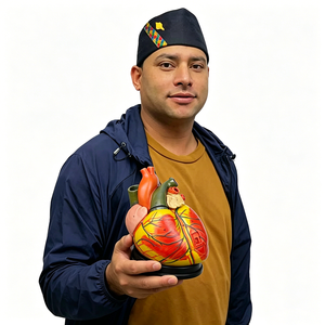 Modello di Cuore Anatomico in Plastica Ingrandito con Ventricoli, Strumento di Simulazione per Formazione Medica per Scuole - Marca Healer - Product Image 1