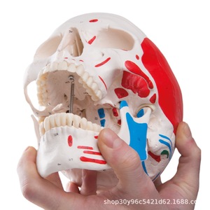 Modèle de crâne humain pour simulation médicale adulte 1:1, anatomie du crâne codée numériquement, spécimen de crâne - Product Image 5