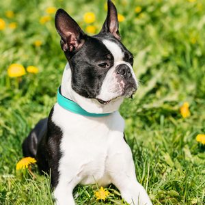 <span class=keywords><strong>Collar</strong></span> de neopreno suave para mascotas, transpirable, ajustable, para cachorros y perros pequeños - Product Image 2