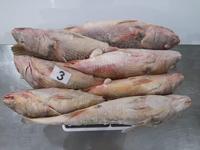 Bon Prix Terre Frozen Frozen Jaune Croaker Jaune Corvina Micropogonias Furnieri