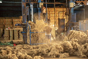 Fibre de noix de coco traitée pour le remplissage du matelas, l'utilisation artisanale, le paillis biologique et les solutions de contrôle de l'érosion - Product Image 5