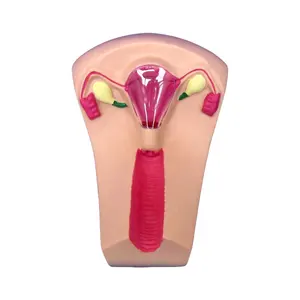 IUD Insertion Trainer Uterus Female Intrauterine Device Simulator Model