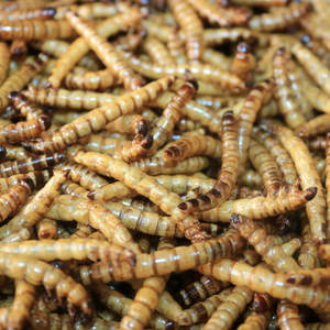 Protein reiche getrocknete Superwurm-Trocken maden für den Großhandel mit Tierfutter - Product Image 4