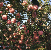China's Nieuwe crop Top grade Verse Rode Fuji apple vruchten Leveren alle het jaar ronde