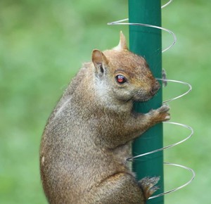 แหวนสายรุ้งโลหะสี8*10ซม. อุปกรณ์สปริงกันกระรอกใหม่อุปกรณ์สำหรับนกของเล่นกลางแจ้งใช้งานง่ายเครื่องมือป้อนนก - Product Image 4