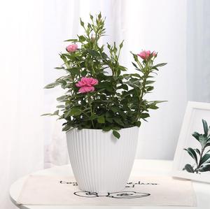 Colorido de flores de plástico olla planta maceta casa Oficina <span class=keywords><strong>Macetas</strong></span> Para Plantas de jardín Bonsai Bloempot - Product Image 5
