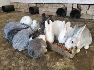 Supplément multivitaminé parfaitement formulé pour l'élevage de lapins à viande saine - Product Image 6