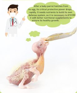 Sữa bột cho vẹt Thực phẩm tốt cho sức khỏe Thức ăn cho chim Sữa bột cho chim ăn tay - Product Image 4