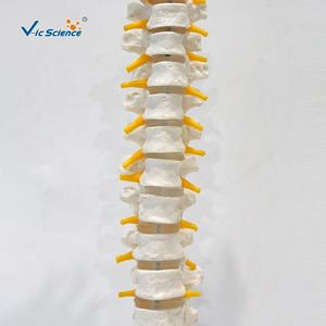 Anatomie nerveuse thoracique et spinale humaine modèle de squelette en PVC grandeur nature modèles de sciences médicales pour une utilisation scolaire - Product Image 5