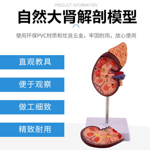 Modèle de simulation rénale pour l'enseignement, modèle de rein humain naturel à l'échelle 1:1, anatomie viscérale. - Product Image 3