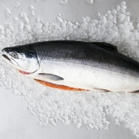Saumon d'Atlantique entier surgelé, pêche sauvage, IQF, export, fournisseur de produits de la mer en vrac, saumon brut de haute qualité, emballage sous vide