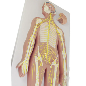 Modelo Anatómico del Sistema Nervioso Craneal para <span class=keywords><strong>Ciencias</strong></span> Médicas, Maniquí de PVC Plástico para Prácticas Médicas y Uso Escolar, CE/ISO - Product Image 3