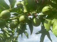 Vietnamese zuurzure passievruchten, 100% paarse passievrucht, hoge kwaliteit, nieuw, 10-14 stuks/kg, verse passievruchten