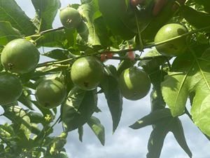 ผลไม้เสาวรสเวียดนาม 100% สีม่วง คุณภาพสูง ใหม่ ขนาด 10-14 ลูก/กก. เสาวรสสด - Product Image 4