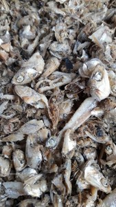 Harina de pescado de anchoa 100% seca de grado alimenticio para ganado, cerdo, perro, fertilizante - Product Image 2