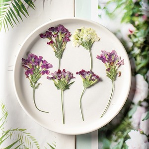 <span class=keywords><strong>Verveine</strong></span> Avec Branches Fleurs Séchées Fleurs Pressées Vraies Feuilles Plantes Signets Pétale Maquillage Fleurs Pressées - Product Image 5