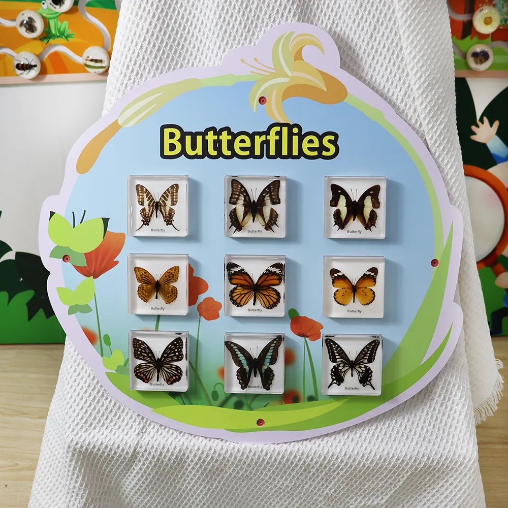 Nova Chegada Real Insect Specimen Butterflies Wall Game Education Aumentar a diversão para as crianças aprendem na sala de aula