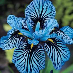 Orquídea de Origen Exótico, Plantas en Maceta de Cuatro Estaciones, Fáciles de Cultivar para Decoración de Jardín y Patio - Product Image 5