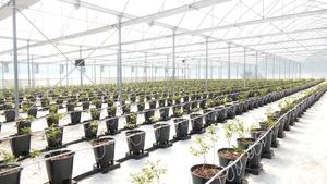 Jardinières pour bleuets respectueuses des racines, pots <span class=keywords><strong>en</strong></span> plastique respirants pour une croissance saine des bleuets - Product Image 5