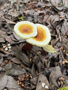 תוספת מפעל oem/odm תמיסת פטריות באיכות גבוהה reishi johnkn <span class=keywords><strong>ganoderma</strong></span> לוסידום - Product Image 4