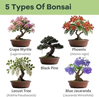 Kit d'arbre bonsaï en bois de style moderne pour fournitures de jardin