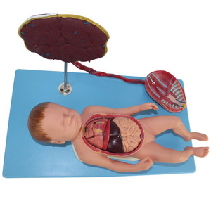 Ilmu pengetahuan medis kabel umbilikal plasenta dan organ janin model wanita hamil memberikan kelahiran untuk organ internal anatomis - Product Image 2