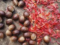 Premium Muskatnuss und Gewürznelke, ganz, rot, stark aromatisch, Gewürz aus Indonesien, Botani Seed Indonesia