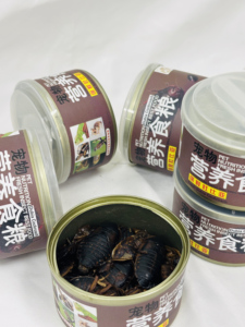 Alimentos al por mayor a base de insectos: Gusanos de la harina, Cucarachas Dobi frescas y ecológicas, Insectos - Product Image 3