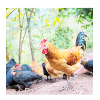 Nutrition Enhancers CAS 72-19-5 thréonine l-thréonine 98.5% feed grade prix