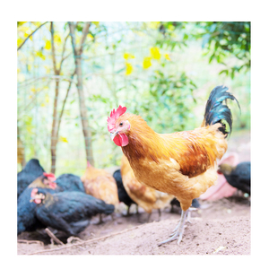 영양 증강 인자 CAS 72-19-5 threonine <span class=keywords><strong>l-threonine</strong></span> 98.5% 급식 급료 가격 - Product Image 6