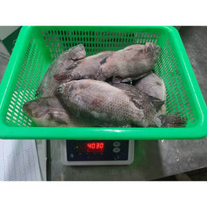 Pesce Tilapia Congelato All'Ingrosso, Tilapia Nera Intera 400-600g Importata dalla Cina - Product Image 4