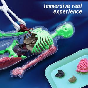 Modelo de Anatomía del <span class=keywords><strong>Cuerpo</strong></span> <span class=keywords><strong>Humano</strong></span> para Enseñanza Biológica STEM, Kit de Ciencia de Órganos del Torso para Ensamblar, con Huesos que Brillan en la Oscuridad - Product Image 4