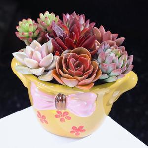 Maceta de Flores Suculentas Pintada a Mano Estilo Coreano MSH con Lazo Simple, Maceta para <span class=keywords><strong>Cactus</strong></span> - Product Image 6