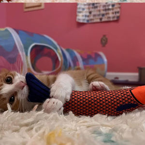 <b>Pet</b> Supplies <b>Toys</b> <b>for</b> <b>Pets</b> Fish Soft Durable <b>Interactive</b> Cat Kicker <b>Toys</b> Fish Shape Catnip Chewing <b>Interactive</b> Movement <b>Toy</b> - Product Image 3