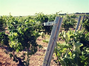 <span class=keywords><strong>Postes</strong></span> finales <span class=keywords><strong>de</strong></span> acero galvanizado <span class=keywords><strong>de</strong></span> <span class=keywords><strong>madera</strong></span> <span class=keywords><strong>tratada</strong></span> térmicamente combinados con estacas <span class=keywords><strong>de</strong></span> uva <span class=keywords><strong>para</strong></span> <span class=keywords><strong>postes</strong></span> tratados a presión <span class=keywords><strong>de</strong></span> viñedos <span class=keywords><strong>para</strong></span> uso en exteriores - Product Image 4