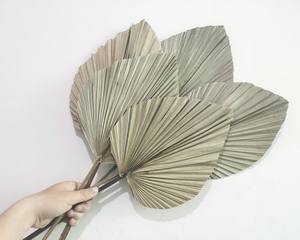 Abanico de hojas de palma secas de bambú decoración del hogar material natural elegante - Product Image 4