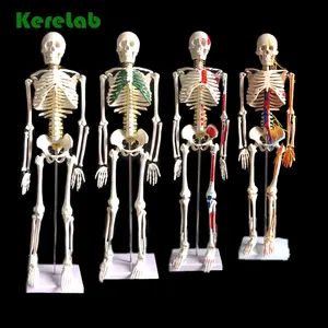 180-cm نموذج الهيكل العظمي البشري ، معلق مرنة الهيكل العظمي