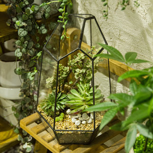 Conception géométrique ouverte moderne Transparent acrylique Reptile Case Floor Usage Irrégulier <span class=keywords><strong>Terrarium</strong></span>/Aquarium Reptiles Plantation - Product Image 5