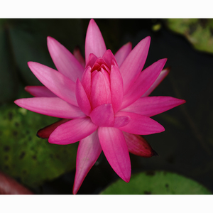 Nymphaea 'Miss Siam' - una Planta Acuática Adecuada para Estanques de Jardín e Invernaderos - Lirio de Agua 'Miss Siam' - Product Image 6