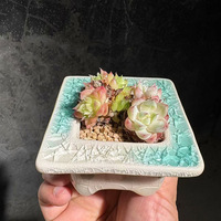 Nouveau style de pot de fleurs pour succulentes, design minimaliste glacé effet craquelé, combinaison sur pied et de bureau, simple et auto-absorbant